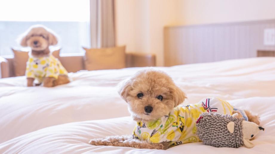 北海道 犬 旅行